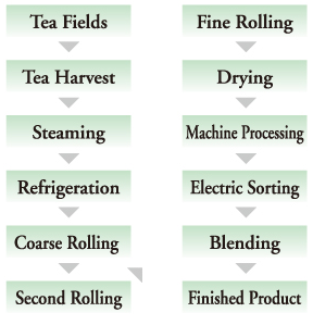 Sencha and Gyokuro, Start to Finish