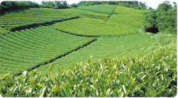 煎茶用　露天茶園